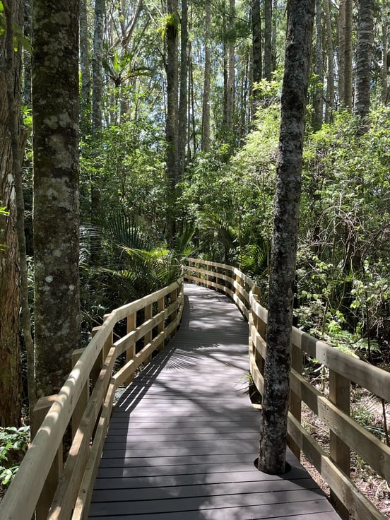 Visitors' path through native Kauri on the BiForm boardwalk