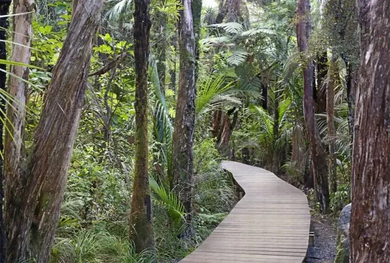 csm_Kauri-Dieback-768x517_2eec3dcd88