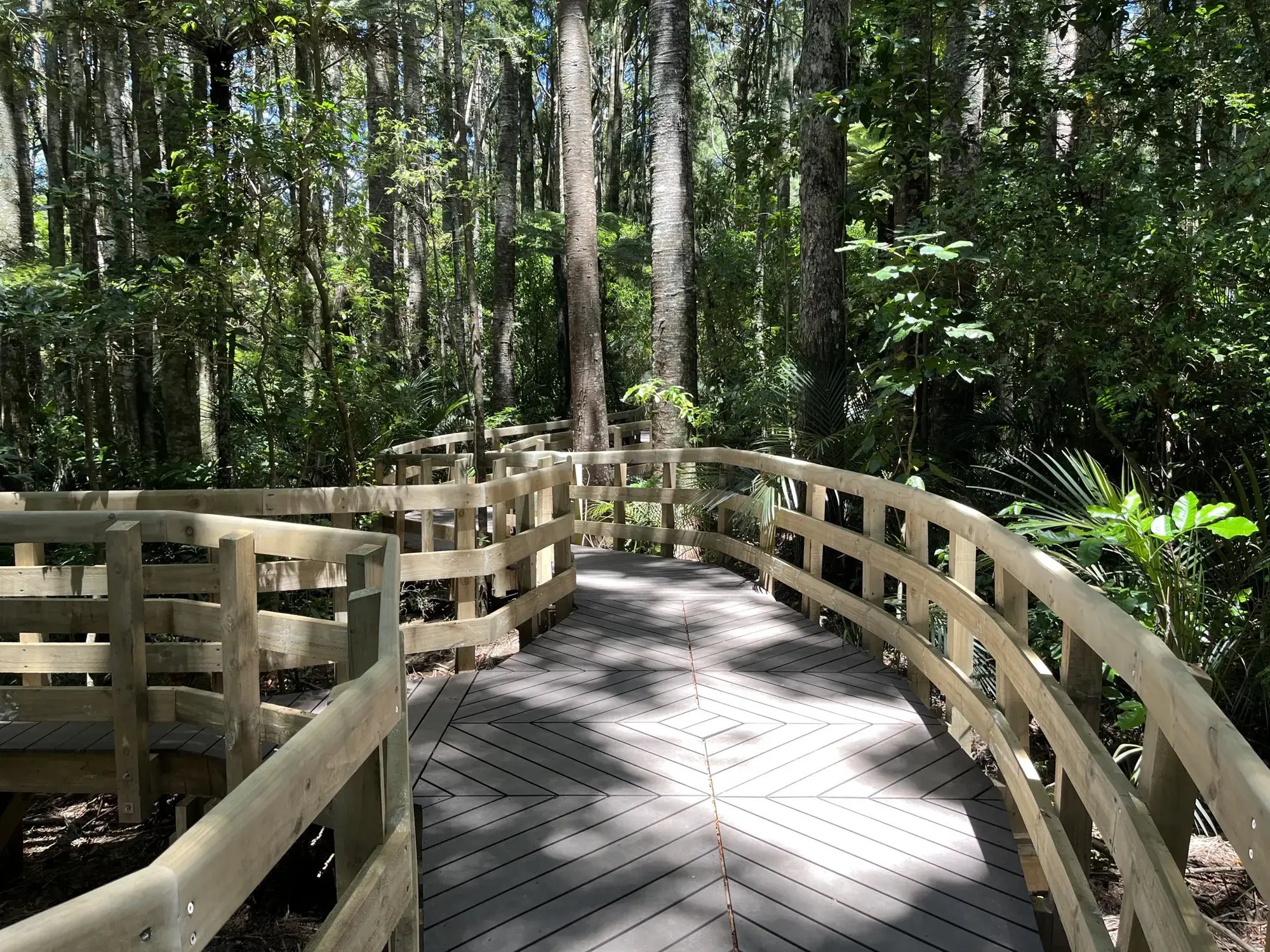 Composite boardwalk decking laid through bush at Parry Kauri Park
