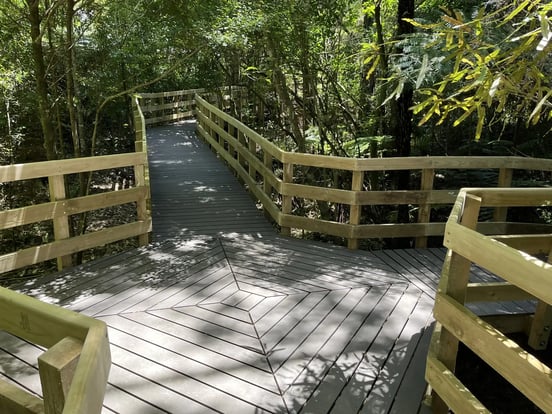 Completed section of the Parry Kauri Park boardwalk
